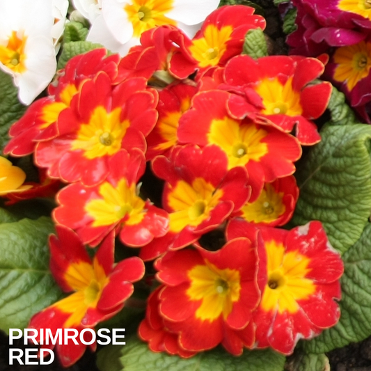 Primrose Red in flower, scarlet blooms with bright yellow centres, white primroses behind