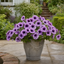1 Large Plant - Petunia Sanguna Mega Purple Vein, Outdoor Garden Ready, 2L Pot