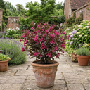 Weigela Florida Victoria Plants