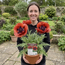 Oriental Papaver Bolero Perennial Poppy Plants