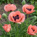 Papaver Orientale Garden Gnome Victoria Louise Plants (Set of 3 or 6)