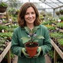 Grow Your Own Aubergine Galine Plants (Set of 3 or 6)