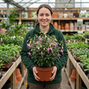 Upright Fuchsia Fuchsita Blush & Violet Plant