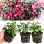 Set of 3 or 6 Large, Outdoor Garden Ready Plants - Fuchsia Bella Susanna (Rose & Violet)