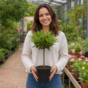 3L Bay Tree 60-70cm, Culinary Evergreen, Nursery Pots