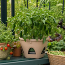 Jalapeno Chilli Pepper Plants