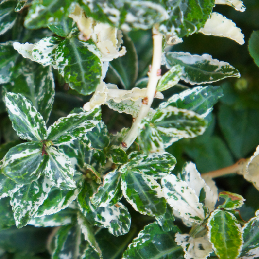 Euonymus fortunei 'Emerald Gaiety' – Variegated Evergreen Shrub (Set of 3 or 6)