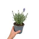 Lavender Hidcote Light Blue Plant (2L Pot)