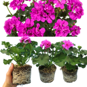 Pelargonium Toscana Dolce Vita Evi Blue Plants (Set of 3 or 6)