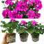 Set of 3 or 6 Large Plants - Pelargonium Toscana Dolce Vita Evi Blue, Ready to Plant