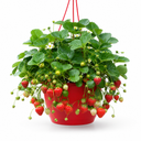 Strawberry Toscana Plants