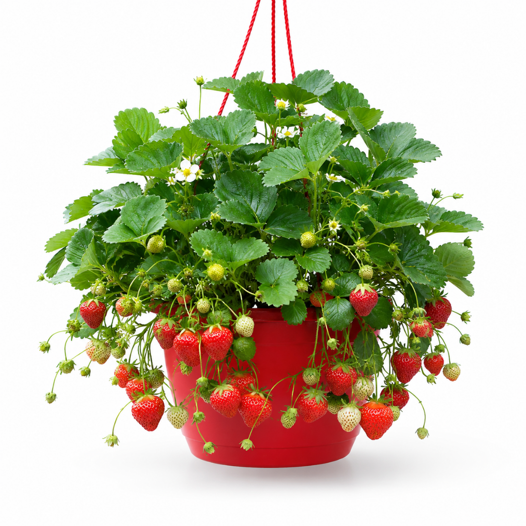 Strawberry 'Toscana' – Pre-Planted Hanging Basket (25cm)