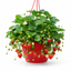 1 Strawberry Toscana Live Plant, 25cm Hanging Basket, Outdoor Garden Ready, Grow Your Own Strawberries