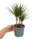 Dracaena Marginata Dragon Tree 3 Stem Plant (3L Pot)