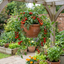 Set of 3 or 6 Large Plants - Tomato Tumbling Tom Variety, Outdoor Garden Ready, 10.5 cm