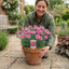 1 Cottage Pinks Dianthus Sugar Raspberry Plant, Hardy Summer Flowering Perennial, 17cm Root-Ball