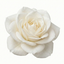 1 x  Large 3Ltr Potted Rose Bush – White Blooms, Ready to Plant in Your Garden
