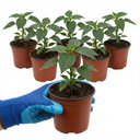 Zimbabwe Black Plants (Set of 3 or 6)