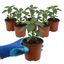 Set of 3 or 6 Large Chilli Pepper Plants - Zimbabwe Black, Ready to Plant in Your Garden
