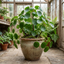 1 Pilea Peperomioides Chinese Money Plant, Easy Care Live Indoor Houseplant, 2 Litre Root Ball