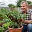 Set of 3 or 6 Large Chilli Pepper Plants - Habanero Chocolate, Ready to Plant in Your Garden