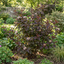 Physocarpus Lady in Red Plants