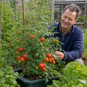 Alicante Tomato Plants