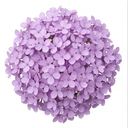 Iberis Mermaid Lavender Candytuft Plants