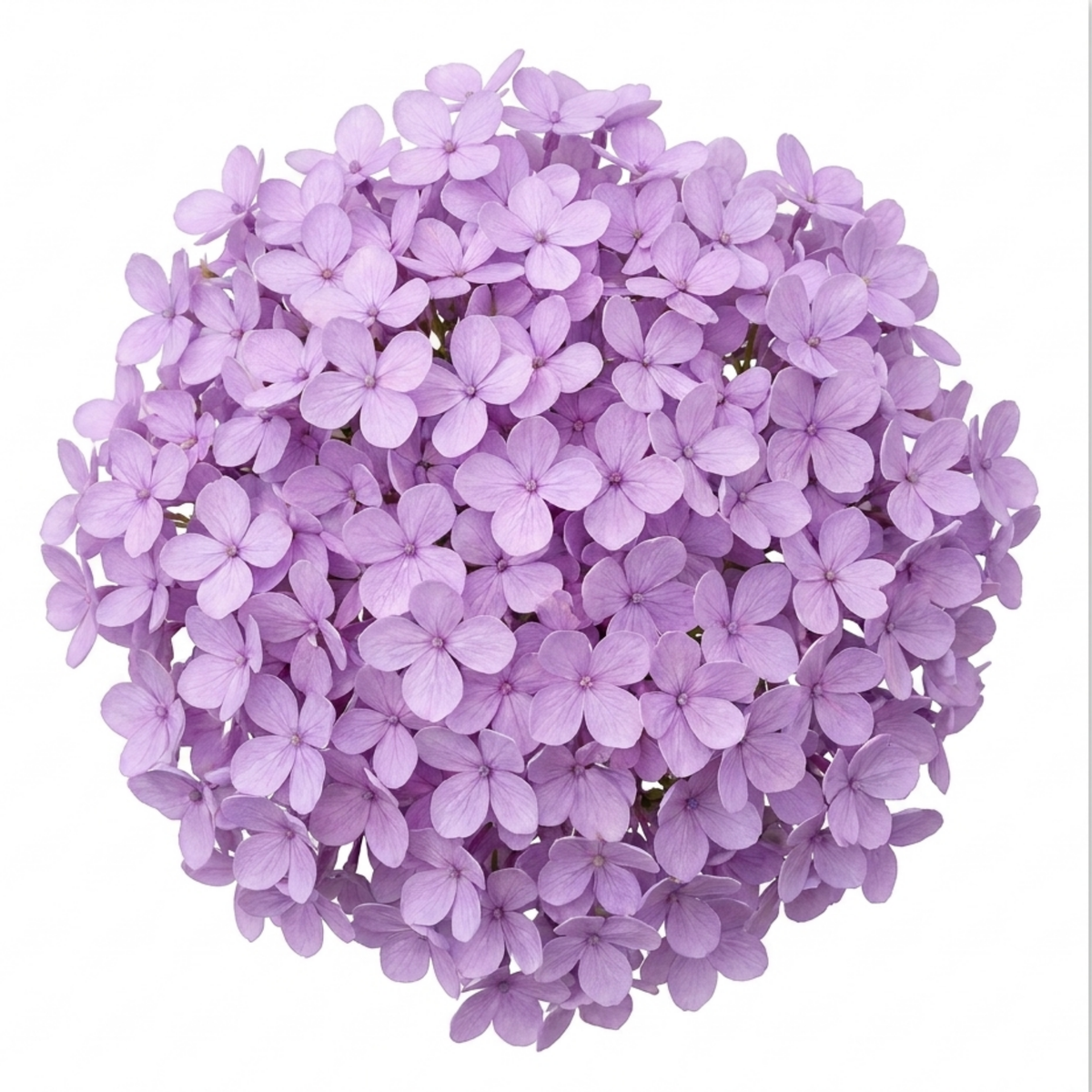 Iberis sempervirens 'Mermaid Lavender' (Candytuft) – Evergreen Perennial (2L Pot)