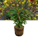 Euphorbia Purpurea Plant