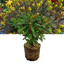 Euphorbia Purpurea