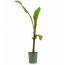 Banana Tree 3L (100–120 cm Tall)
