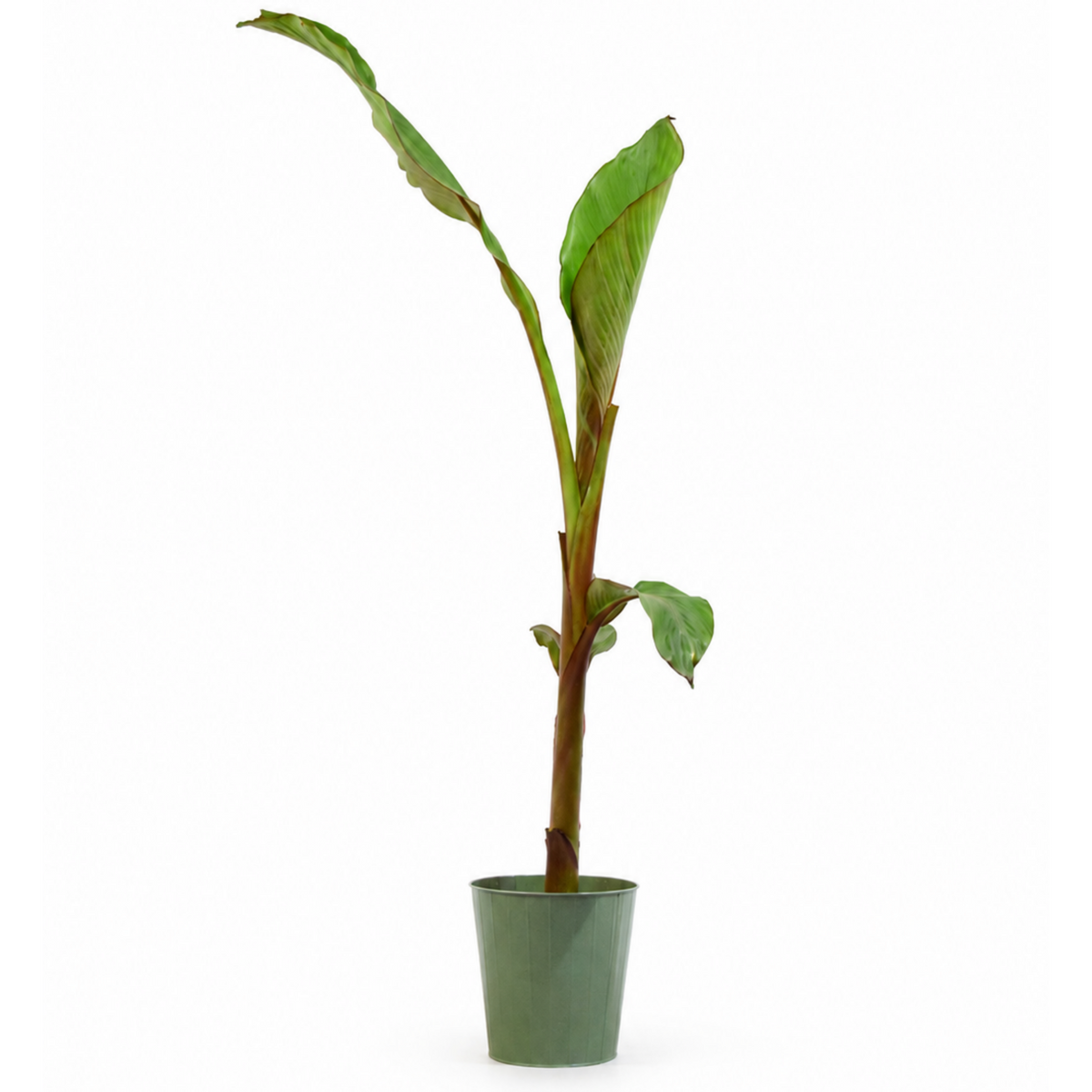 Banana (Musa) – Architectural Foliage Plant (3L Pot, 100 to 120cm Tall)