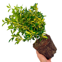 Euonymus Ovatus Aureus Plant (2L Pot)