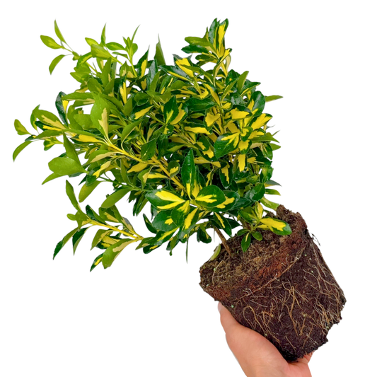 Euonymus 'Ovatus Aureus' – Gold Variegated Evergreen Shrub (2L Pot)