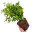 1 Large Plant - Euonymus Ovatus Aureus, Ready to Plant in Your Garden, 2L Pot