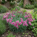 Cottage Pink Dianthus Sugar Plum Plants
