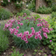 1 Cottage Pink Dianthus Sugar Plum Plant, Fragrant Hardy Perennial, Summer Flowering, 5L Root Ball