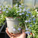 Hot WaterBlue Improved Plants (Set of 3 or 6)