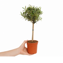 Mini Olive Tree in 1.5L Pot, 40–50cm, Nursery Pots