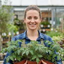Tomato Tumbling Tom Variety Plants (Set of 3 or 6)