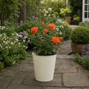 3Ltr Orange Patio Rose Plant, Hardy Bush, Nursery Pots