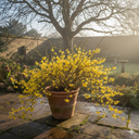 Jasminum nudiflorum Plant (2L Pot)
