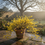 1 Live Outdoor Garden Ready Winter Jasmine Plant - Jasminum nudiflorum, 2L Pot