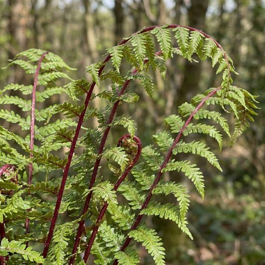 Lady fern with arching lacy green fronds carried on striking deep red-purple stems