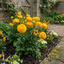 Set of 3 or 6 Large, Outdoor Garden Ready Plants - Rannunculus Vortex Golden Yellow