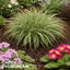 1 Carex Evercream Ornamental Grass Plant, Evergreen Hardy Perennial Sedge, 2 Litre Root Ball