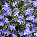 Hot WaterBlue Improved Plants (Set of 3 or 6)
