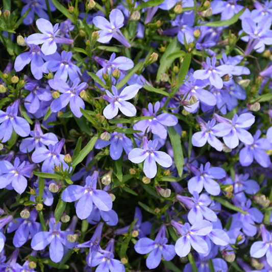 Dense carpet of small lilac-blue lobelia flowers with white eyes above fine green leaves