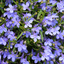Set of 3 or 6 Large Lobelia Plants - Hot WaterBlue Improved, Ready to Plant in Your Garden